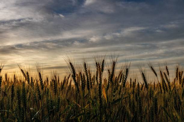 пшеничное поле на восходе солнца - kansas wheat bread midwest usa стоковые фото и изображения