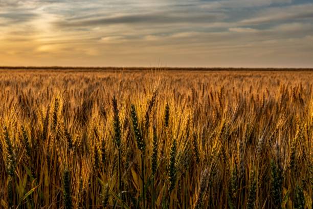 champ de blé au lever du soleil - kansas wheat bread midwest usa photos et images de collection