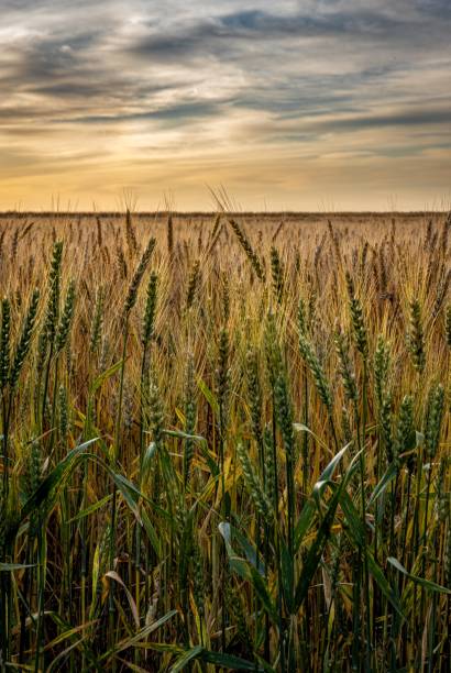 istock Wheat field at sunrise 1326997412
