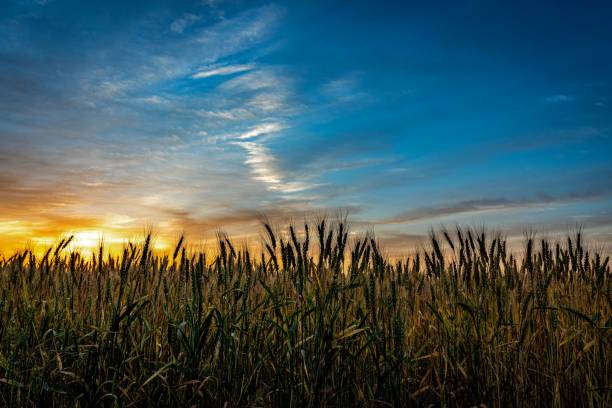 пшеничное поле на восходе солнца - kansas wheat bread midwest usa стоковые фото и изображения