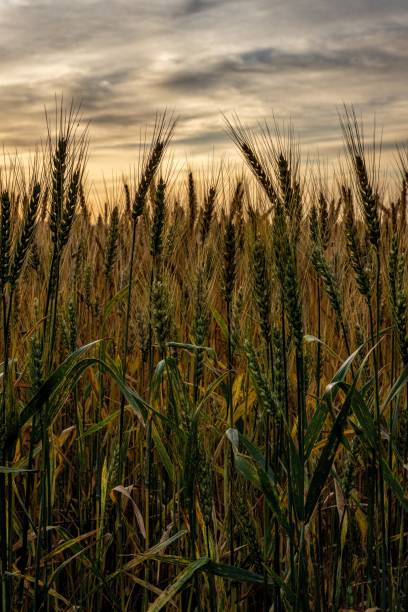 пшеничное поле на восходе солнца - kansas wheat bread midwest usa стоковые фото и изображения