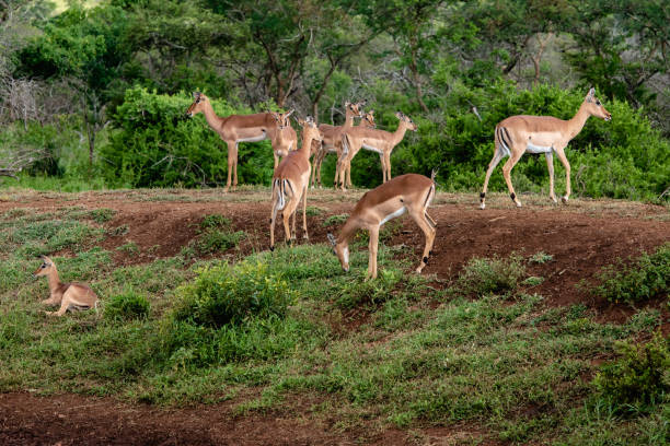 istock Gazelles in the African Bush 1326997541