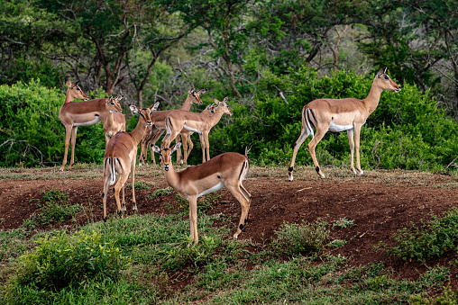 A photo of Gazelles on a hill in South Africa in Zululand
