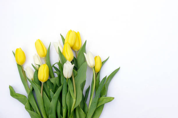 istock yellow and white tulips bouquet on white background 1326998164