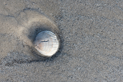 Closeup of a shell on the sand of a beach that can be used as a background.