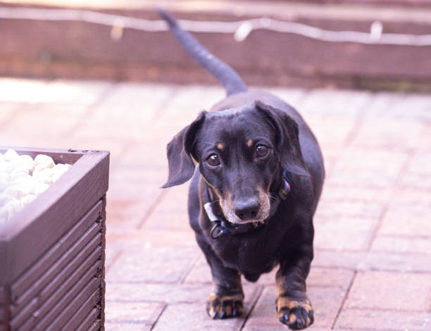 istock Miniature Dachshund Breed 1326998243