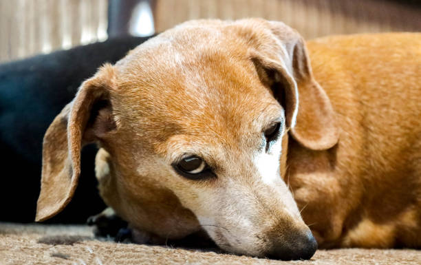 istock Miniature Dachshund Relaxing 1326998301