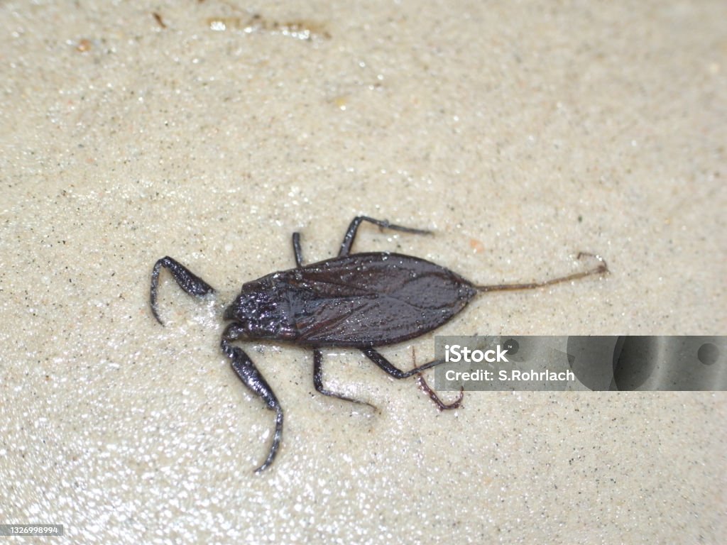Water scorpion (Nepa cinerea). Predatory aquatic bug in the family Nepidae, with caudal process that acts as breathing tube. Water Scorpion Stock Photo