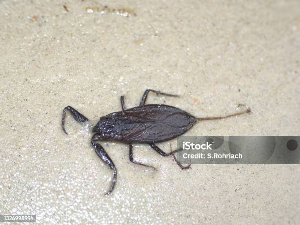 Water Scorpion Predatory Aquatic Bug In The Family Nepidae With Caudal Process That Acts As Breathing Tube Stock Photo - Download Image Now