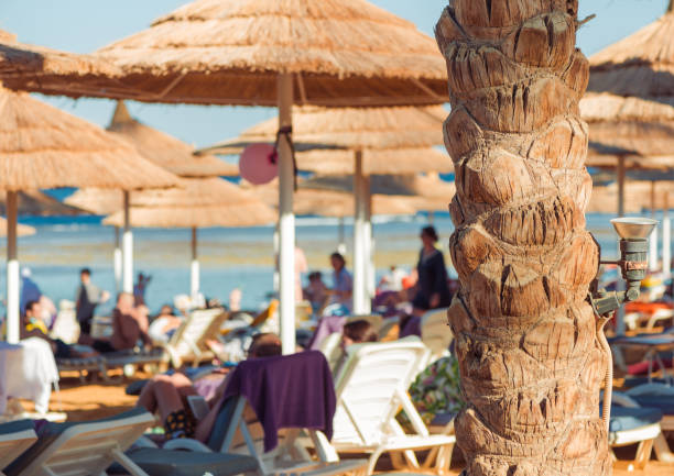 sunny beach filled with people with palm tree