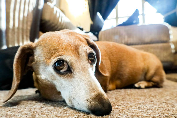 istock Miniature Dachshund Relaxing 1326999244