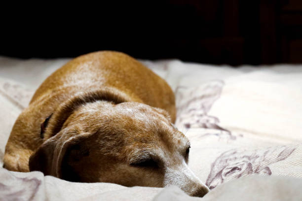 istock Miniature Dachshund Relaxing 1326999823