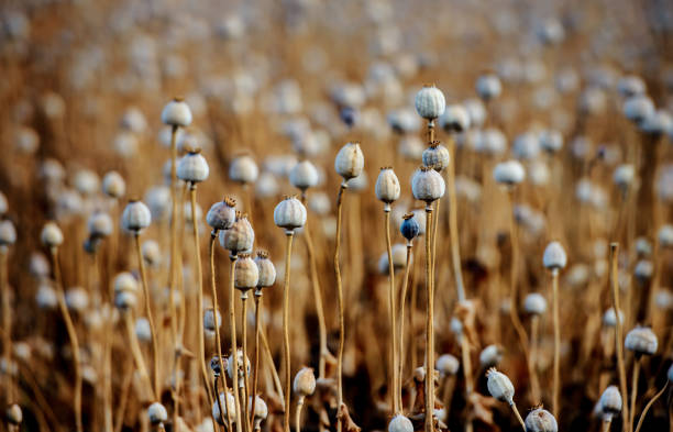 маковое поле готово к урожаю. сельскохозяйственная концепция - poppy capsule стоковые фото и изображения