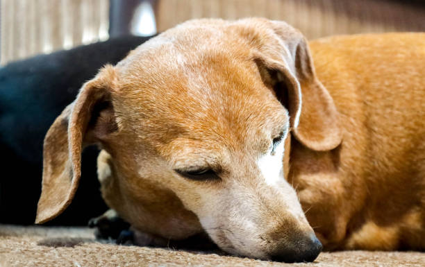 istock Miniature Dachshund Relaxing 1327000969