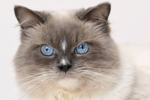 istock Stunning Ragdoll cat Portrait 1327002429