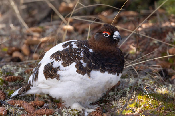 Lagopus is a small genus of birds in the grouse subfamily commonly known as ptarmigans. The genus contains three living species with numerous described subspecies, all living in tundra or cold upland areas.