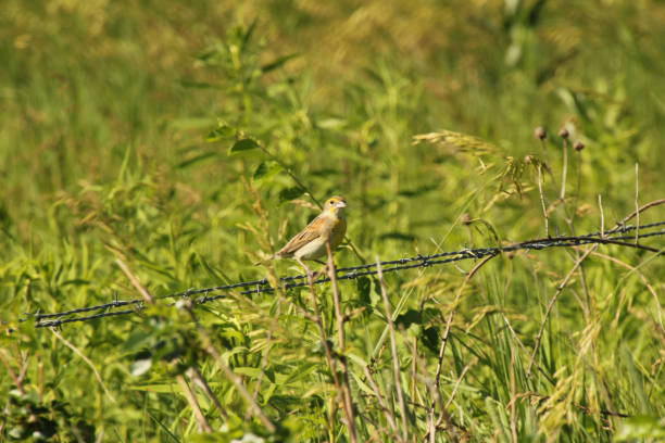 istock American Goldfinch 1327006144