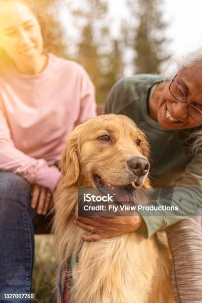 You Are An Important Part Of Our Family Stock Photo - Download Image Now - Dog, Family, Pets