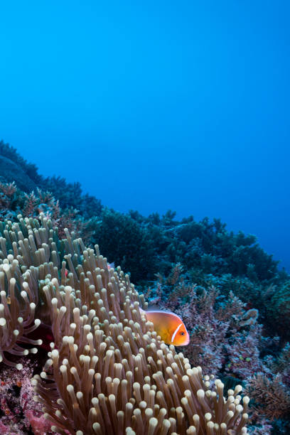 pink skunk clownfish and sea anemone - palau, micronesia - 銀線小丑魚 個照片及圖片檔