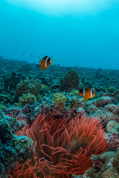 istock Orange-fine anemonefish - Palau, Micronesia 1327008638
