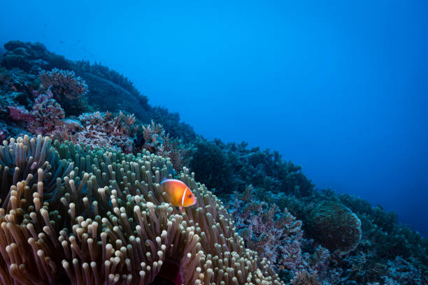 Image of the pink skunk clownfish (Amphiprion perideraion) and the sea anemone in Palau, Micronesia