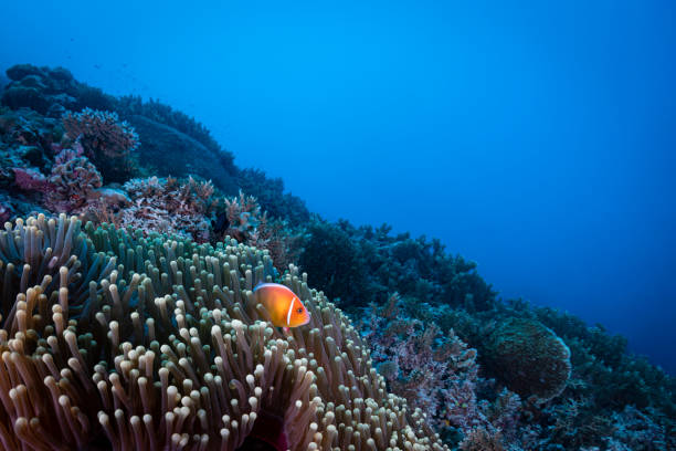 pink skunk clownfish and sea anemone - palau, micronesia - 銀線小丑魚 個照片及圖片檔