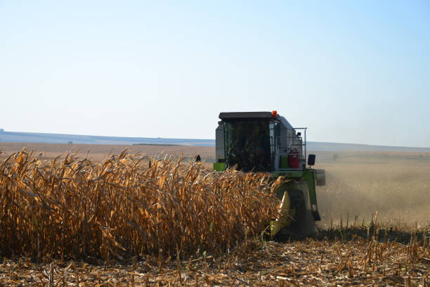 istock A corn harvester harvests the produce from the field 1327009783