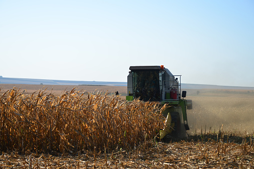 A corn harvester harvests the produce from the field