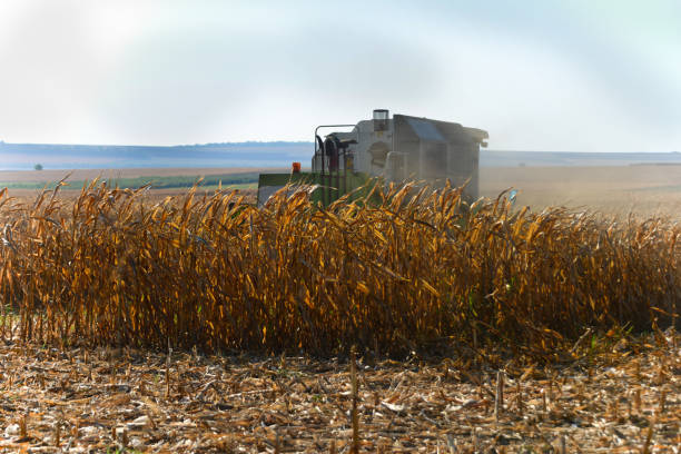 istock A corn harvester harvests the produce from the field 1327009793
