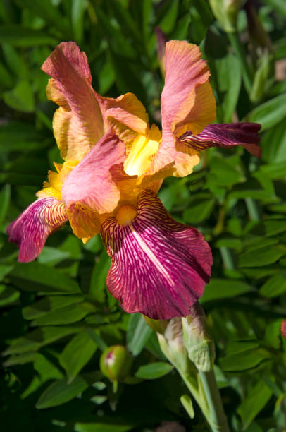 istock One purple yellow iris (Íris) with bud on green leaves background close up 1327009904