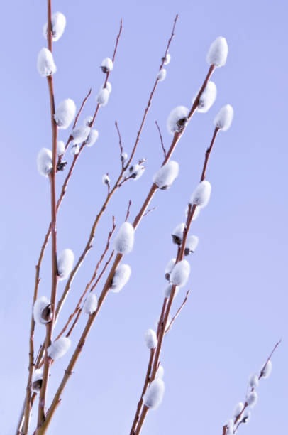 istock Willow (Sálix) branches with white fluffy buds on a blue background close up 1327011589