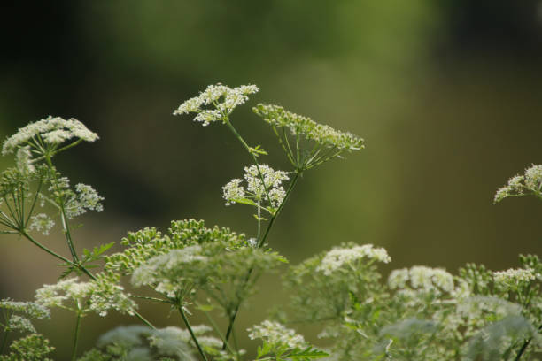 istock Bundle of Queen Annes Lace 1327012860