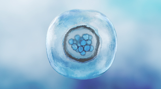 Human Morula Cell, Solid Ball of Cells Resulting from Division