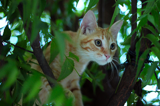 Yellow cat on top of the tree. Animal waiting to be rescued.