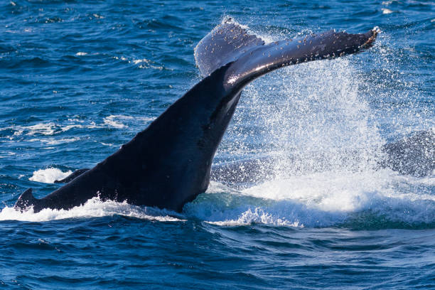 istock Humpback whales heading north on their great migration 1327016199