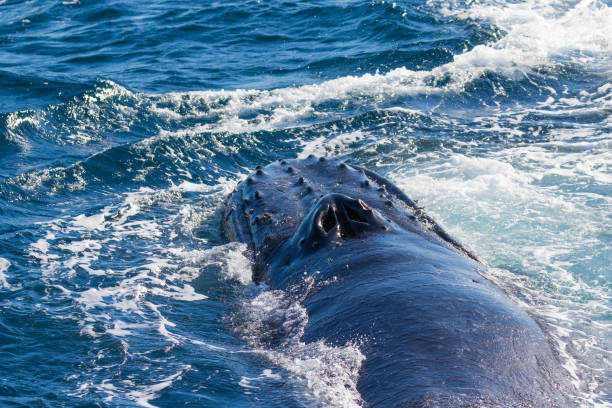 istock Humpback whales heading north on their great migration 1327016201