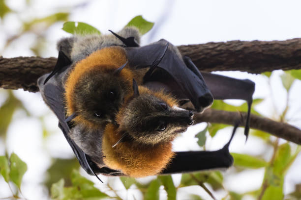 istock Grey-headed bats or flying foxes at roost 1327016924
