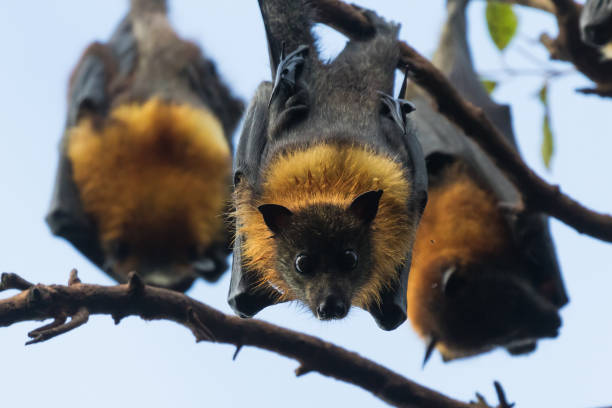 istock Grey-headed bats or flying foxes at roost 1327016926