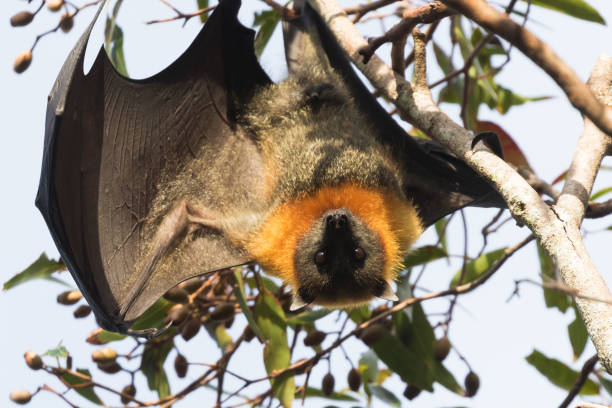 istock Grey-headed bats or flying foxes at roost 1327016927