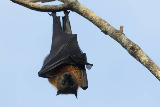 istock Grey-headed bats or flying foxes at roost 1327016930