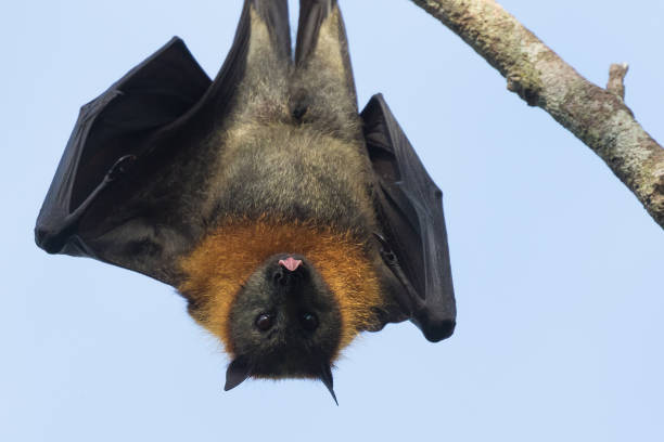 istock Grey-headed bats or flying foxes at roost 1327016937