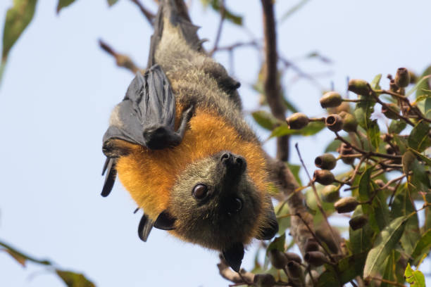 istock Grey-headed bats or flying foxes at roost 1327016938