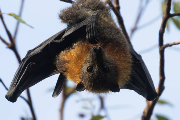 istock Grey-headed bats or flying foxes at roost 1327016939