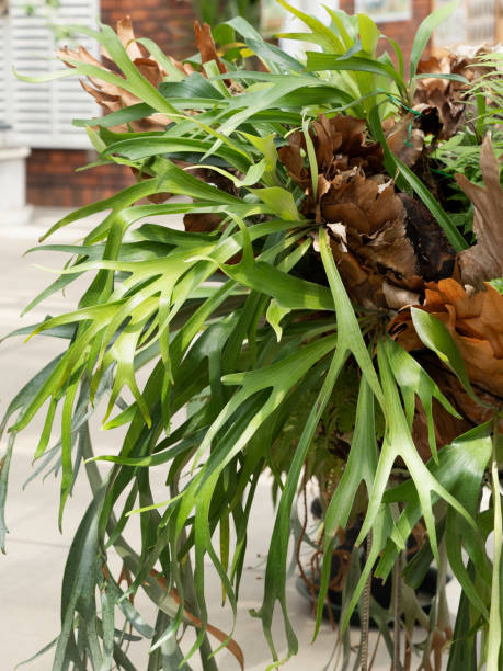Staghorn ferns Staghorn ferns polypodiaceae stock pictures, royalty-free photos & images