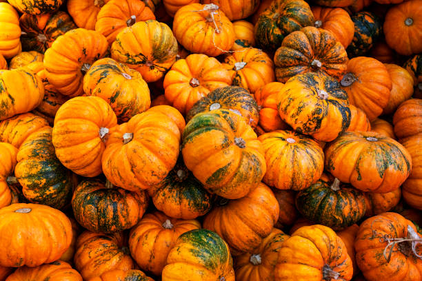istock Group of orange and green pumpkins, squash, top view. Background. 1327019105