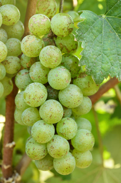 istock Vine and bunch of white grapes 1327019984