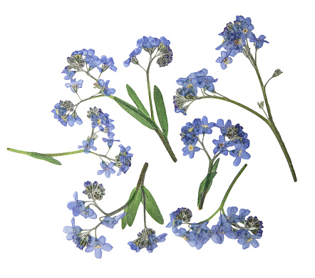 Pressed and dried delicate blue flowers forget-me-not. Isolated on white background. For use in scrapbooking, pressed floristry or herbarium.