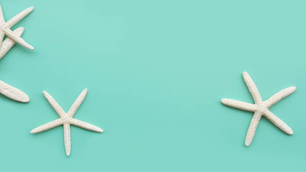 istock close up of starfish 1327024531