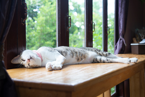 Full shot photo of cat sleeping  on wooden counter beside windows in room.
