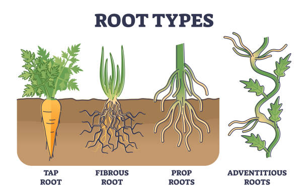 Root System Carot 1,300+ Root System Stock Illustrations, Royalty-Free Vector Graphics ...